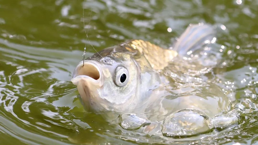 aoa体育教练-关于钓鱼比赛：日本选手喜获冠军的信息